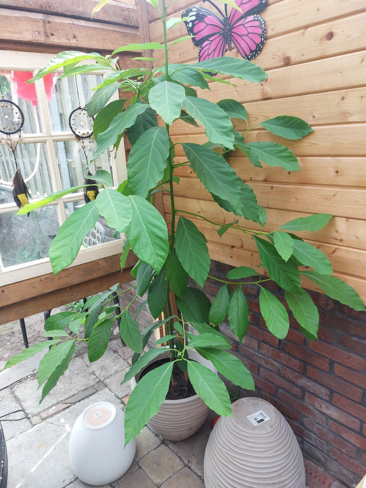 Grote Avocado Boom - 1,5 meter hoog, Ophalen of Verzenden, Overige soorten, Volle zon
