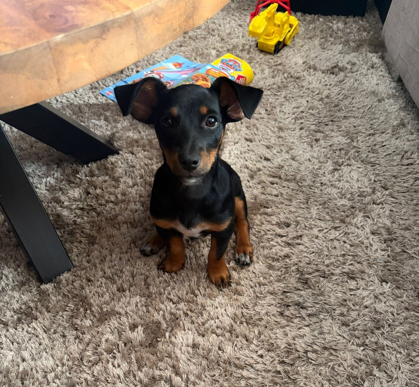 Te koop, Reu, Eén hond, Nederland, Particulier