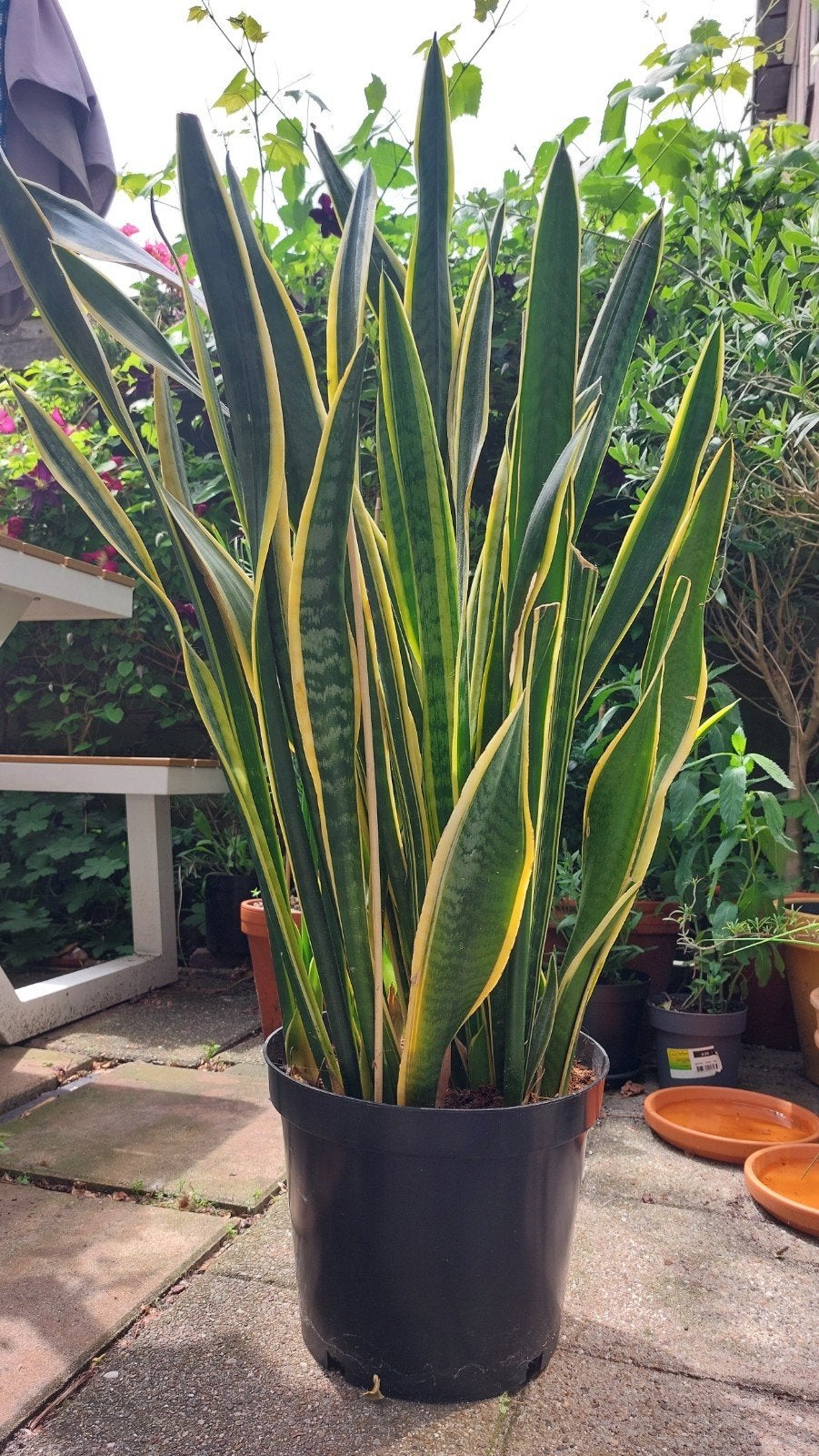 Sanseveria groot 105 cm pot meegerekend, Huis en Inrichting, Kamerplanten, Bloeiende kamerplant, Ophalen, Halfschaduw, Minder dan 100 cm