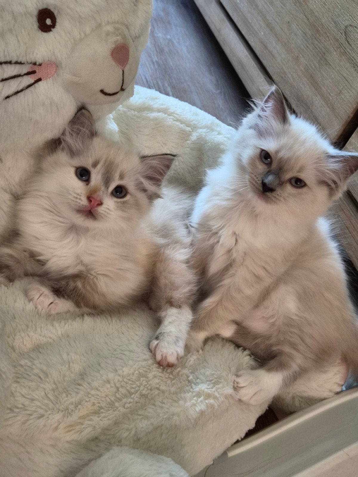 Britse langhaar x Ragdoll, Dieren en Toebehoren, Katten en Kittens | Raskatten | Langhaar, Meerdere dieren, Ontwormd, 0 tot 2 jaar