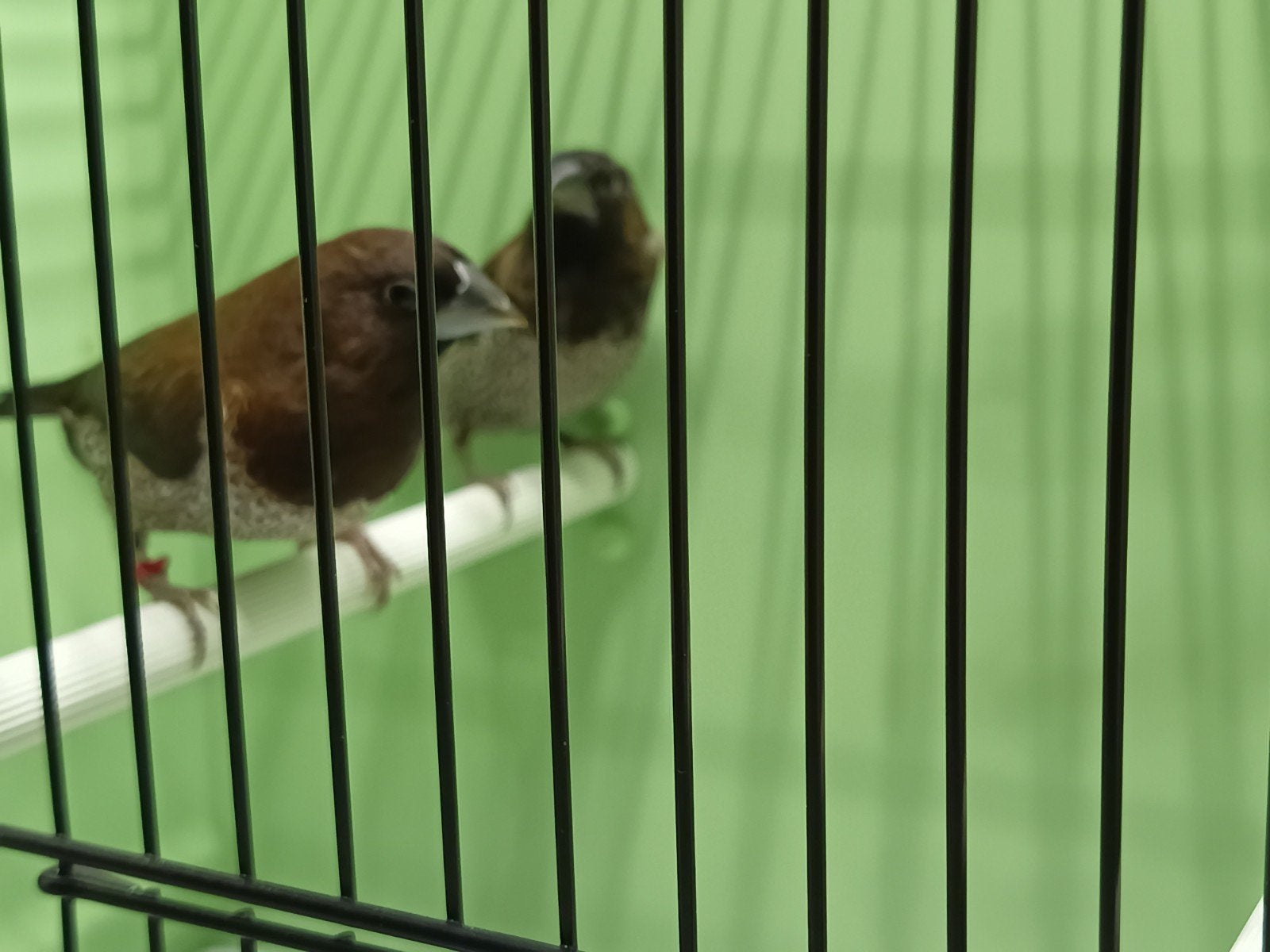 Koppel Japanse meeuwtjes 2026, Dieren en Toebehoren, Tropenvogel, Geringd