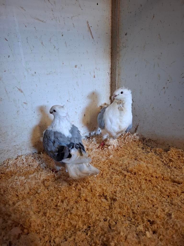 Koppel hollandse meeuwen, Dieren en Toebehoren, Vogels | Duiven, Meerdere dieren, Overige soorten