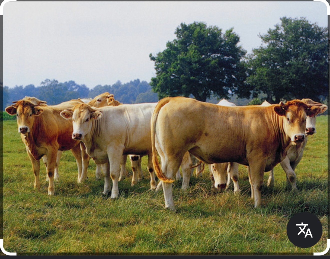 Tekoop gevraagd blonde d' aquitaine  en limosine vaarzen, Dieren en Toebehoren, Vrouwelijk, 0 tot 2 jaar