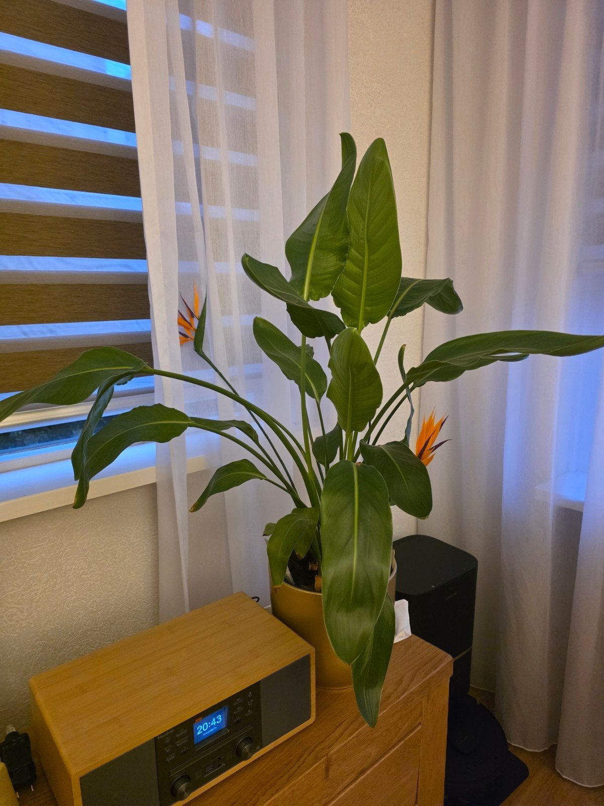 strelizia paradijsvogelplant te koop zonder ompot, Ophalen, Halfschaduw, Minder dan 100 cm