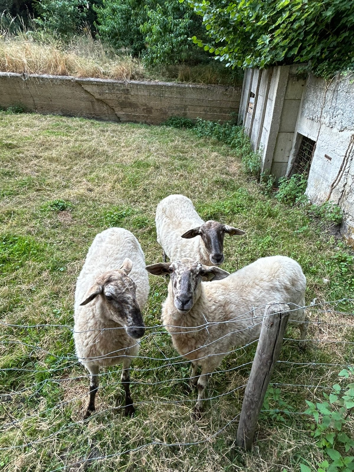 Stamboek mergeland ooien, Dieren en Toebehoren, Schapen, Geiten en Varkens, Vrouwelijk, Schaap