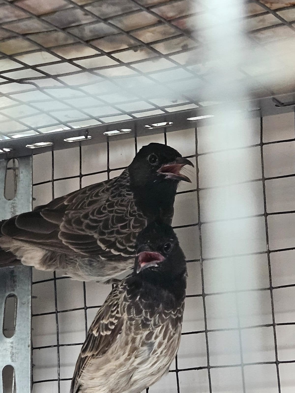 Kashmir buulbuul koppel geringd, Dieren en Toebehoren, Vogels | Overige Vogels, Meerdere dieren, Geringd