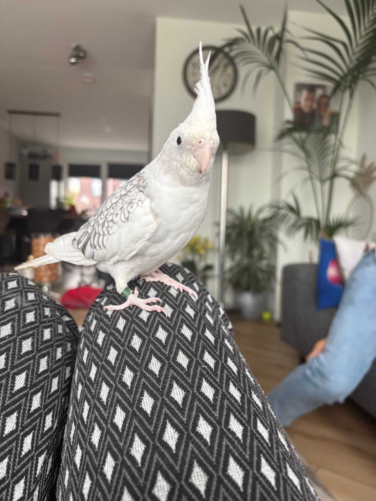 Vallparkiet 1 jaar oud, Dieren en Toebehoren, Mannelijk, Parkiet