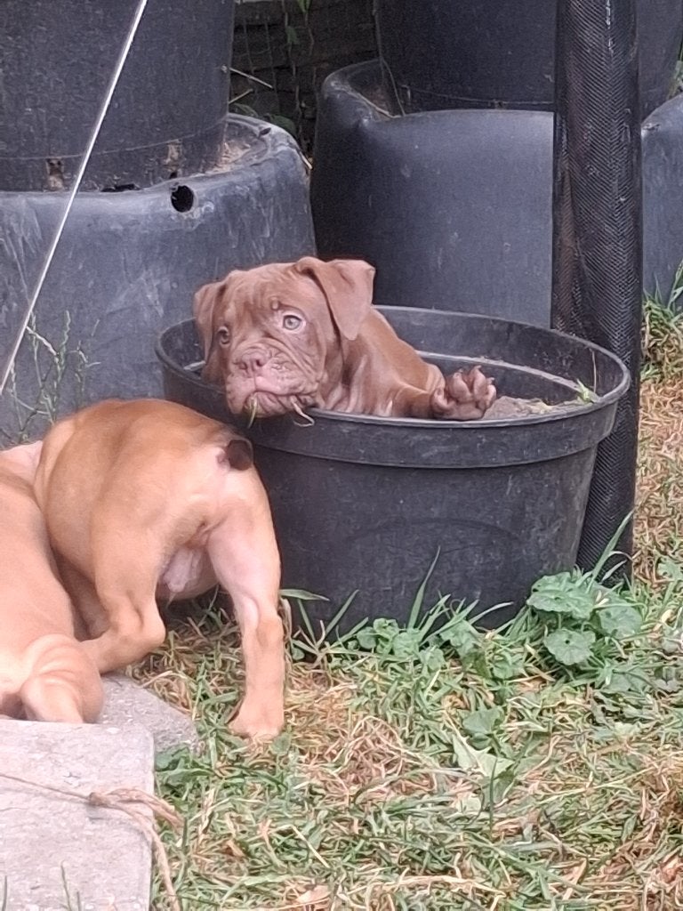 Old English Bulldog pups MOGEN VERHUIZEN !!!, Dieren en Toebehoren, Honden | Bulldogs, Pinschers en Molossers, Parvo, 8 tot 15 weken