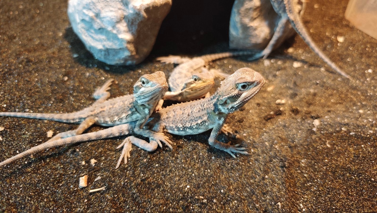 Jonge Dwerg baardagamen, pogona henrylawsoni. Bearded Dragon - female for sale from Herpetia