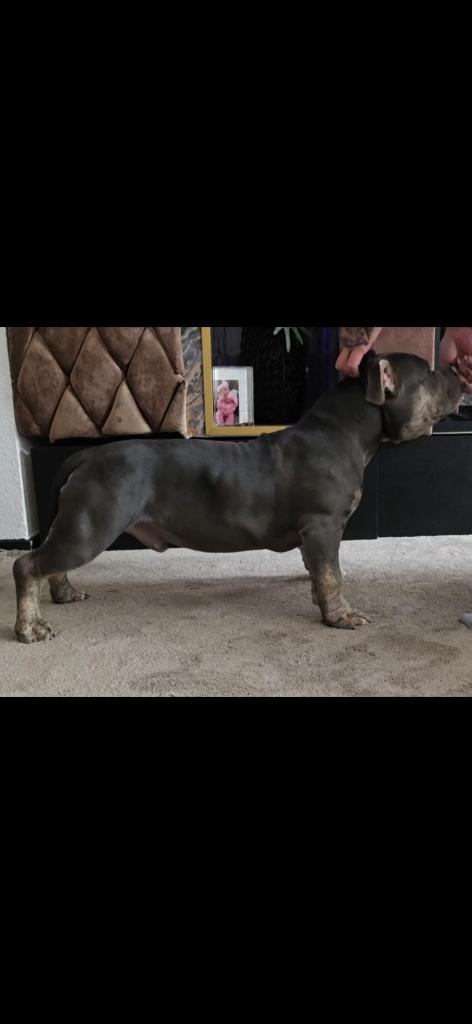 American bully reu, 15 weken tot 1 jaar, Eén hond, Nederland, Particulier