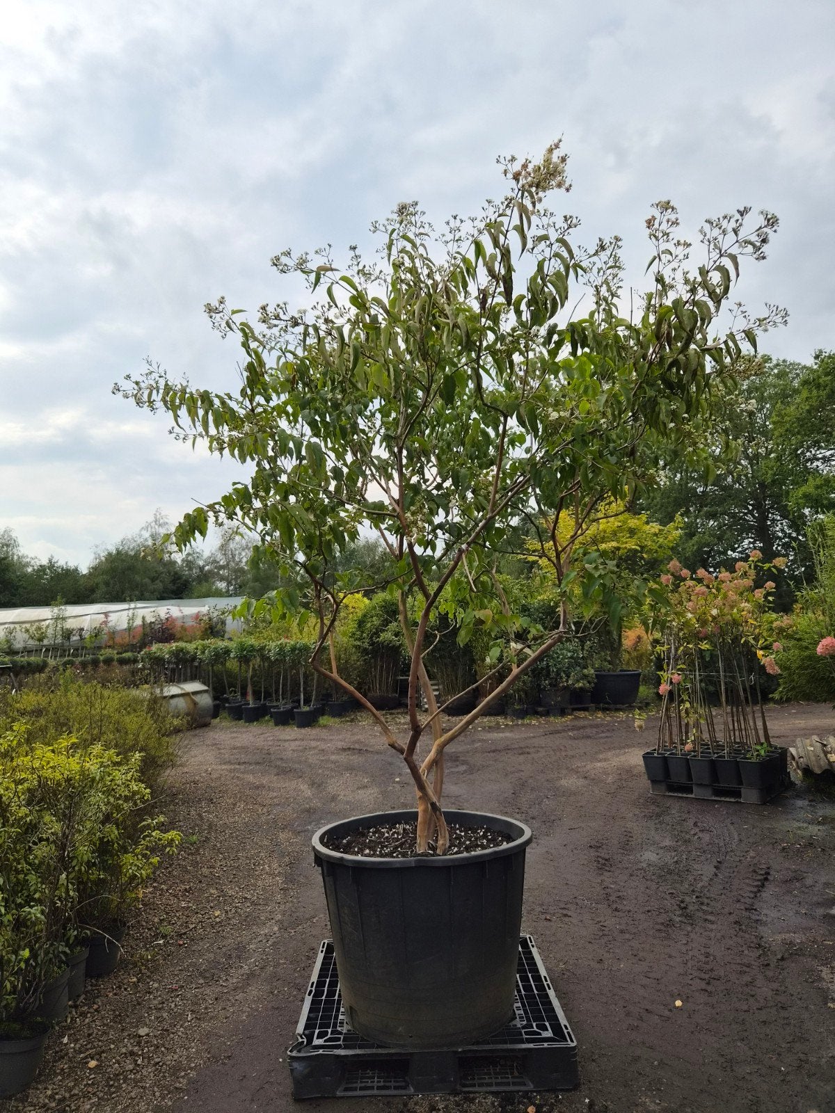Heptacodium miconioides - Zevenzonenboom xxl, Ophalen