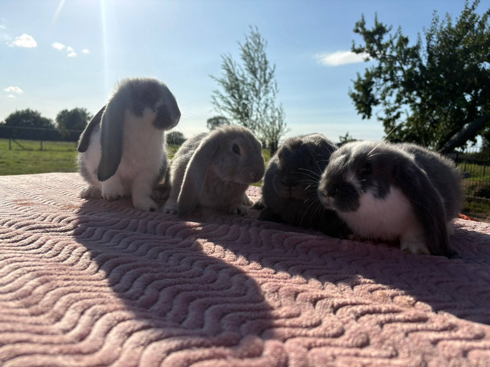 Franse hangoor, Dieren en Toebehoren, Mannelijk, Groot, Hangoor, 0 tot 2 jaar