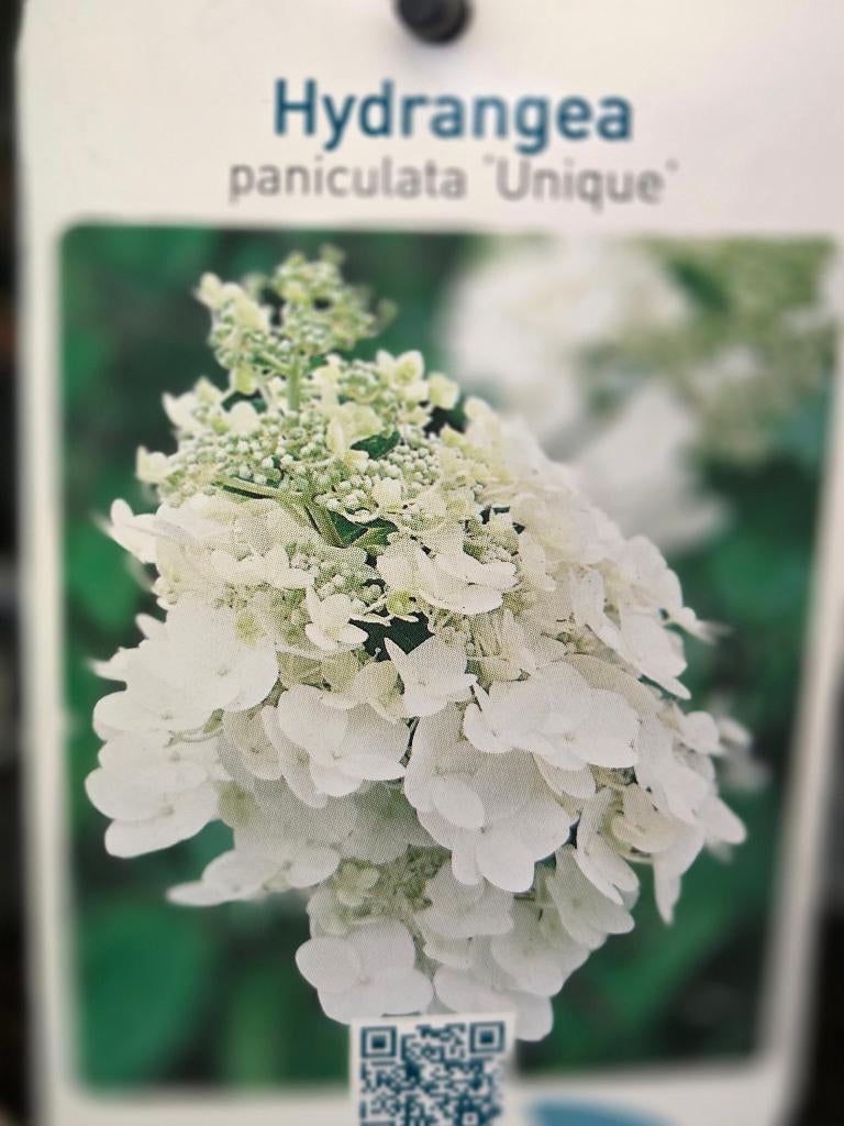 pluimhortensia Unique, Volle zon, Vaste plant, Zomer, Ophalen