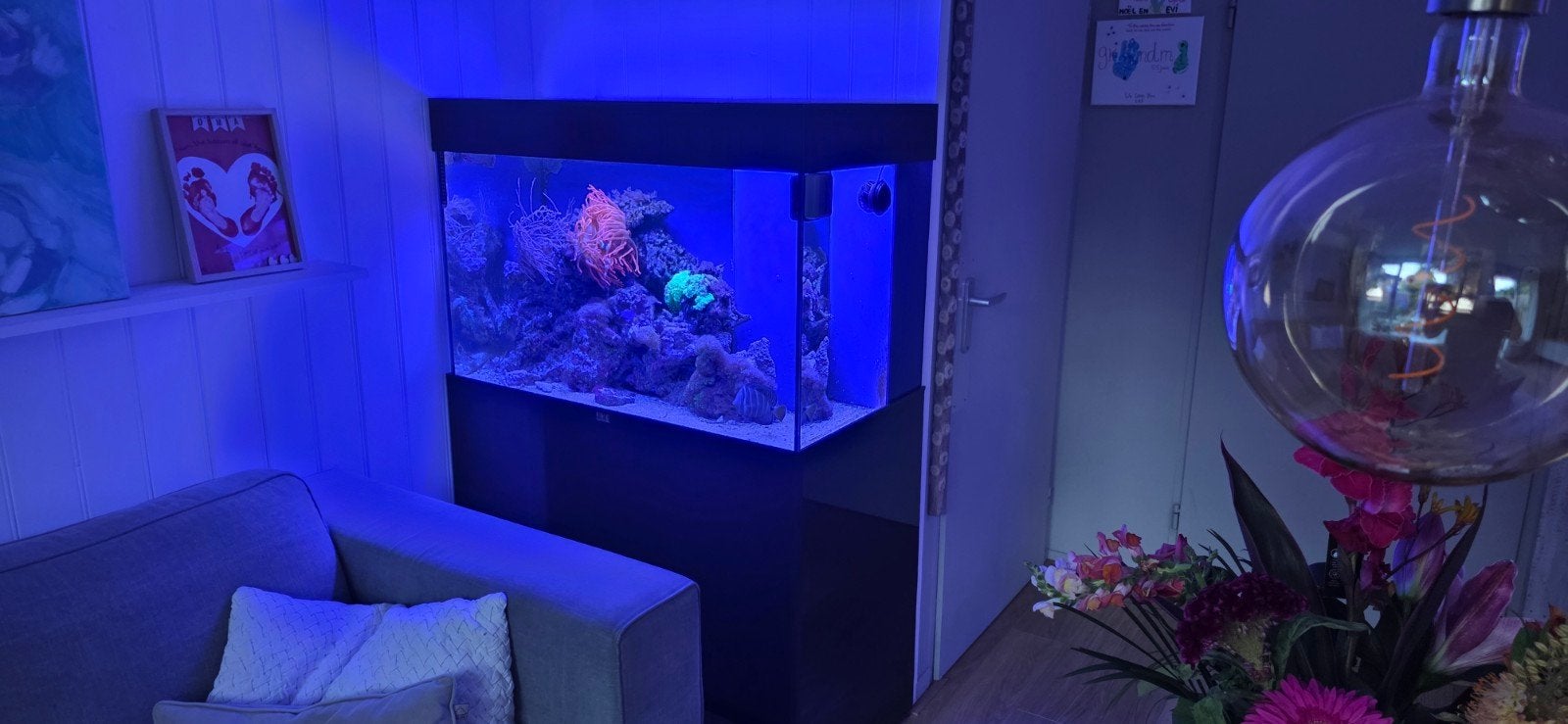 Mooi compleet zeeaquarium, Ophalen of Verzenden, Nieuw, Gevuld zeewateraquarium