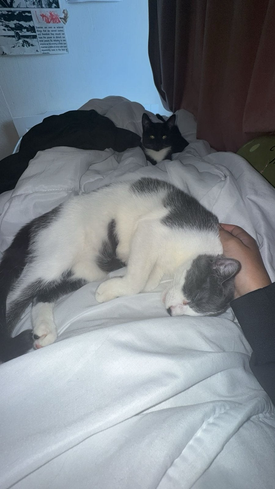 Katten zoeken een goeie huis, Meerdere dieren, Ontwormd, 0 tot 2 jaar