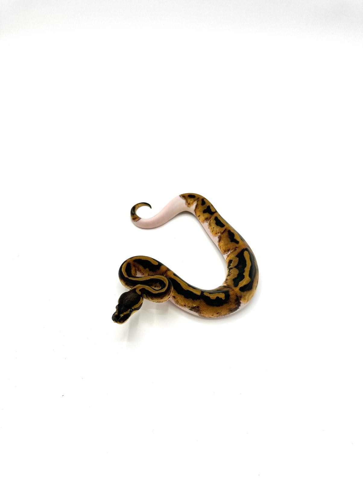 Diverse Python regius - koningspythons Ball Python photo 24