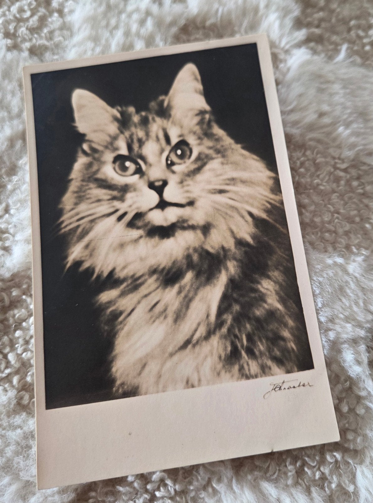 Oude ansichtkaart: Angorakat - Zeldzaam verzamelobject, Verzamelen, Verzenden, Voor 1920, Ongelopen, Hond of Kat