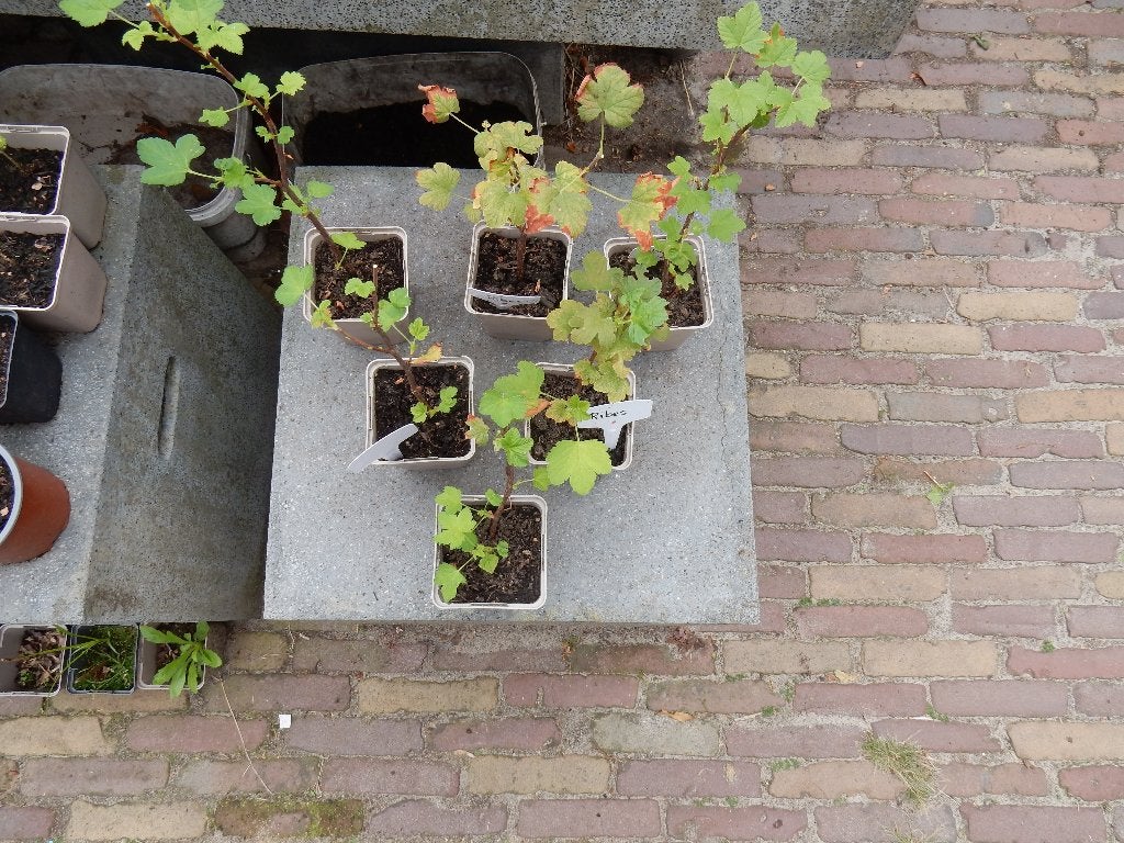 RIBES PLANT, Vaste plant, Halfschaduw, Lente, Ophalen