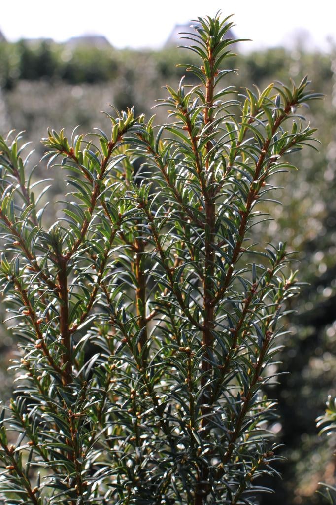 Taxus baccata, Ophalen of Verzenden, Taxus, Haag, Minder dan 100 cm