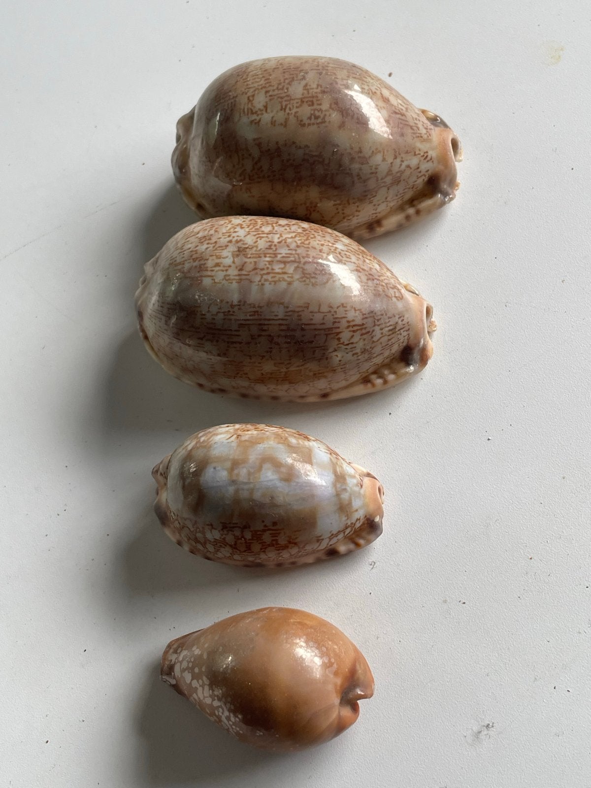 Set van 4 decoratieve kauri schelpen, Ophalen of Verzenden, Schelp(en)