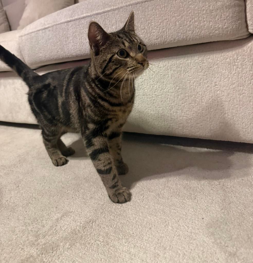 Mooie tijgerkat, Dieren en Toebehoren, Katten en Kittens | Raskatten | Korthaar, Kater, Ontwormd