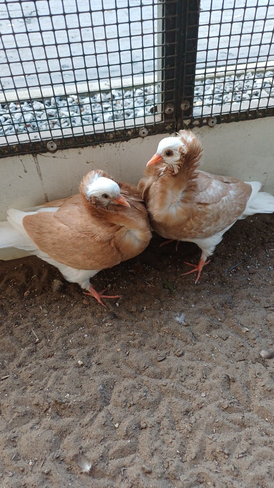 2 jonge GELE Kapucijn sierduiven, Meerdere dieren