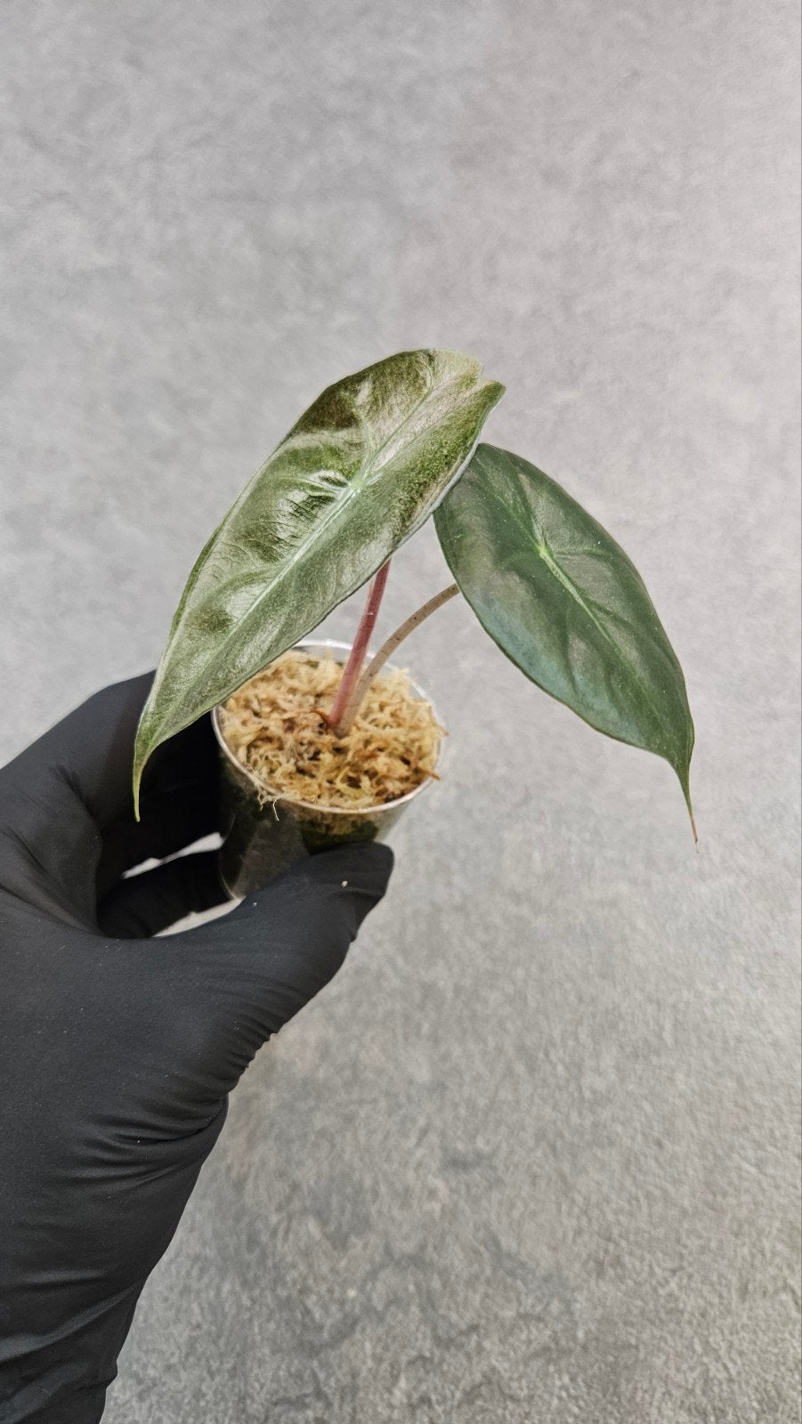 Alocasia Pink Dragon Stardust Variegata, Ophalen of Verzenden, Halfschaduw, Minder dan 100 cm