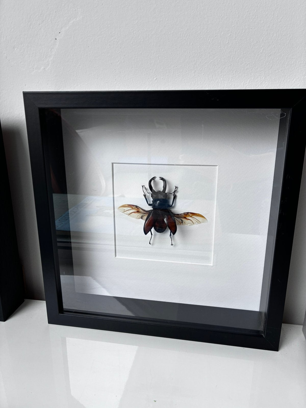 Geprepareerd Vliegend Hert in Lijst, Ophalen of Verzenden, Zo goed als nieuw, Insect, Opgezet dier