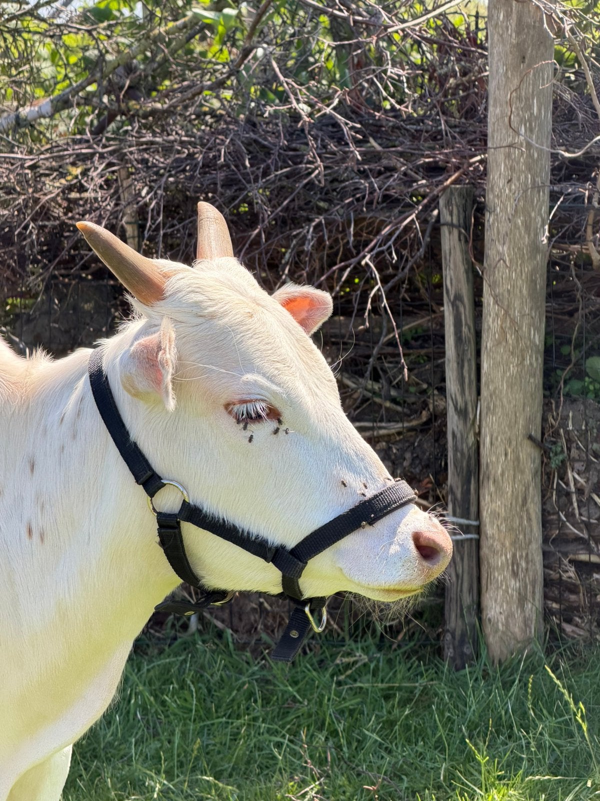 Zeboe vaarsje te koop, Dieren en Toebehoren, Runderen, Vrouwelijk, 0 tot 2 jaar