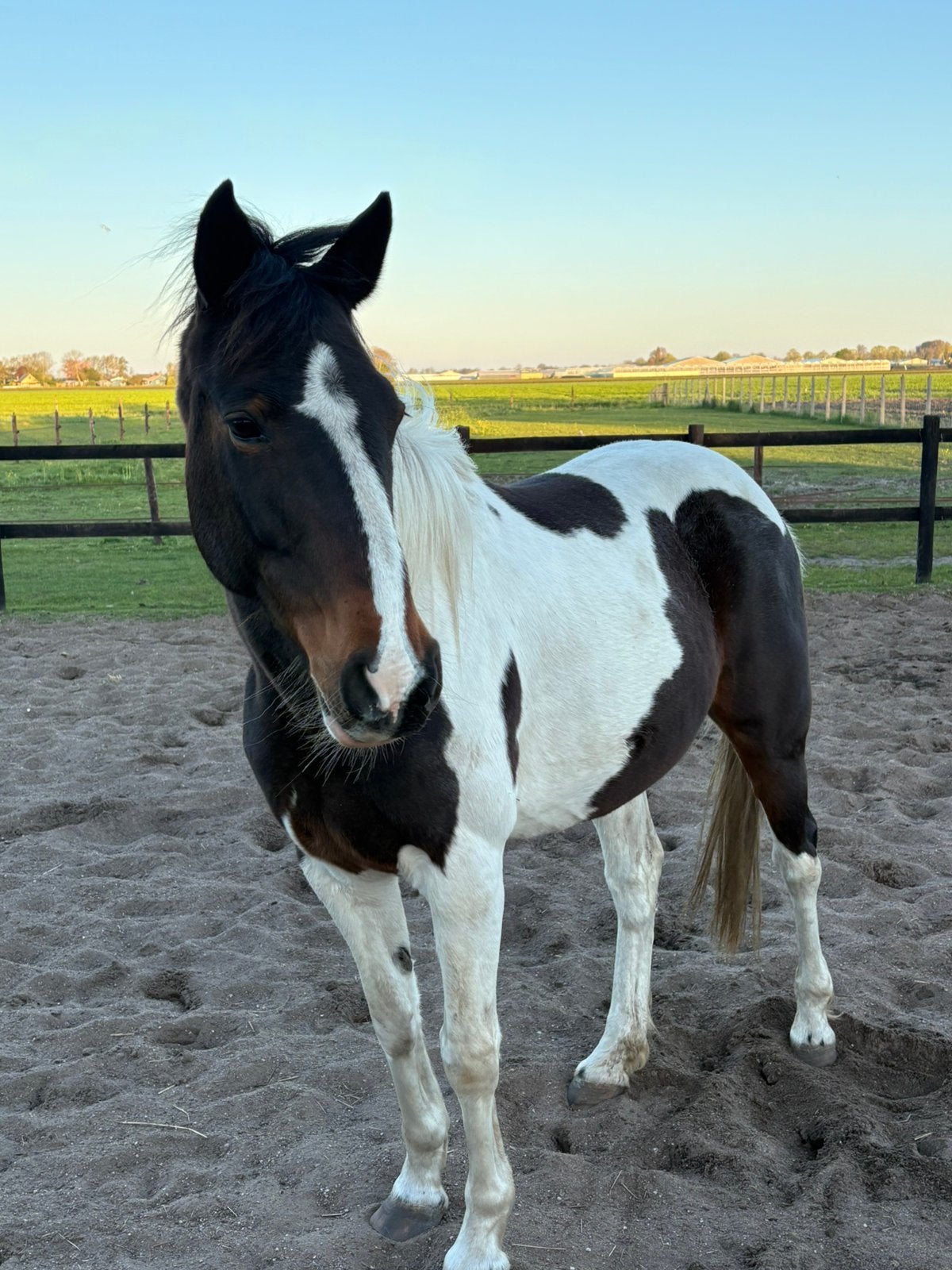 Leuk bont WEIDEMAATJE te koop!, Merrie, Recreatiepaard, Ingeënt