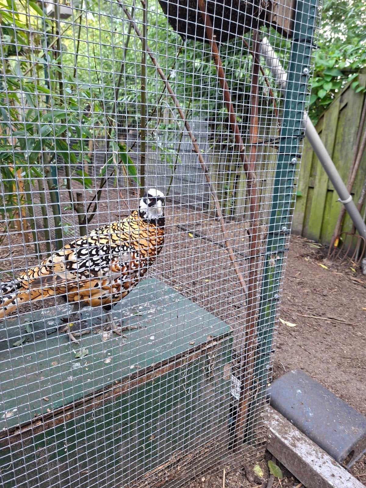 konings fazanten, Dieren en Toebehoren, Meerdere dieren, Kip