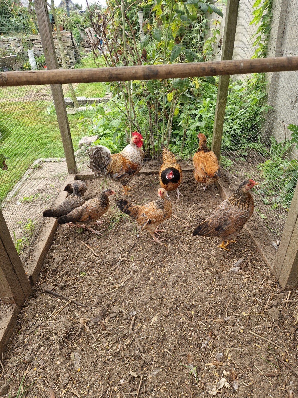 5 hennen(kuikens), Vrouwelijk, Kip