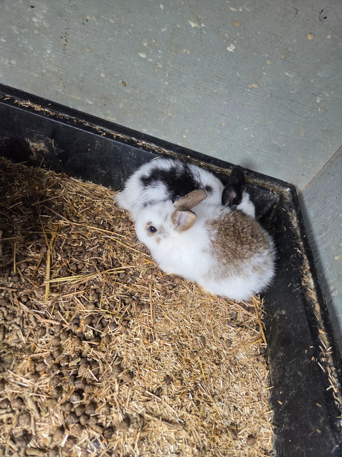 Dwergkonijnen, Dieren en Toebehoren, Konijnen, Meerdere dieren