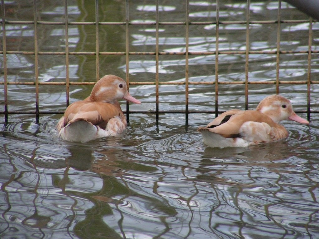 Roodschoudertaling | Broedkoppels | Persoonlijk advies, Dieren en Toebehoren, Meerdere dieren, Eend
