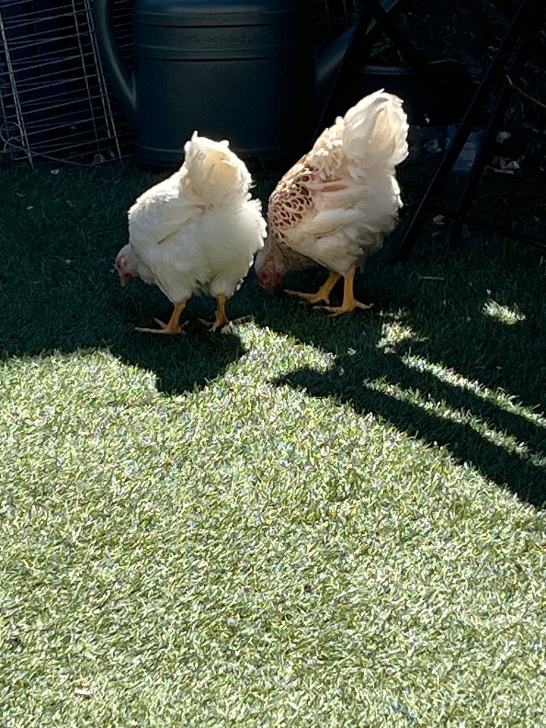 2 Haantjes, Dieren en Toebehoren, Pluimvee, Mannelijk, Kip