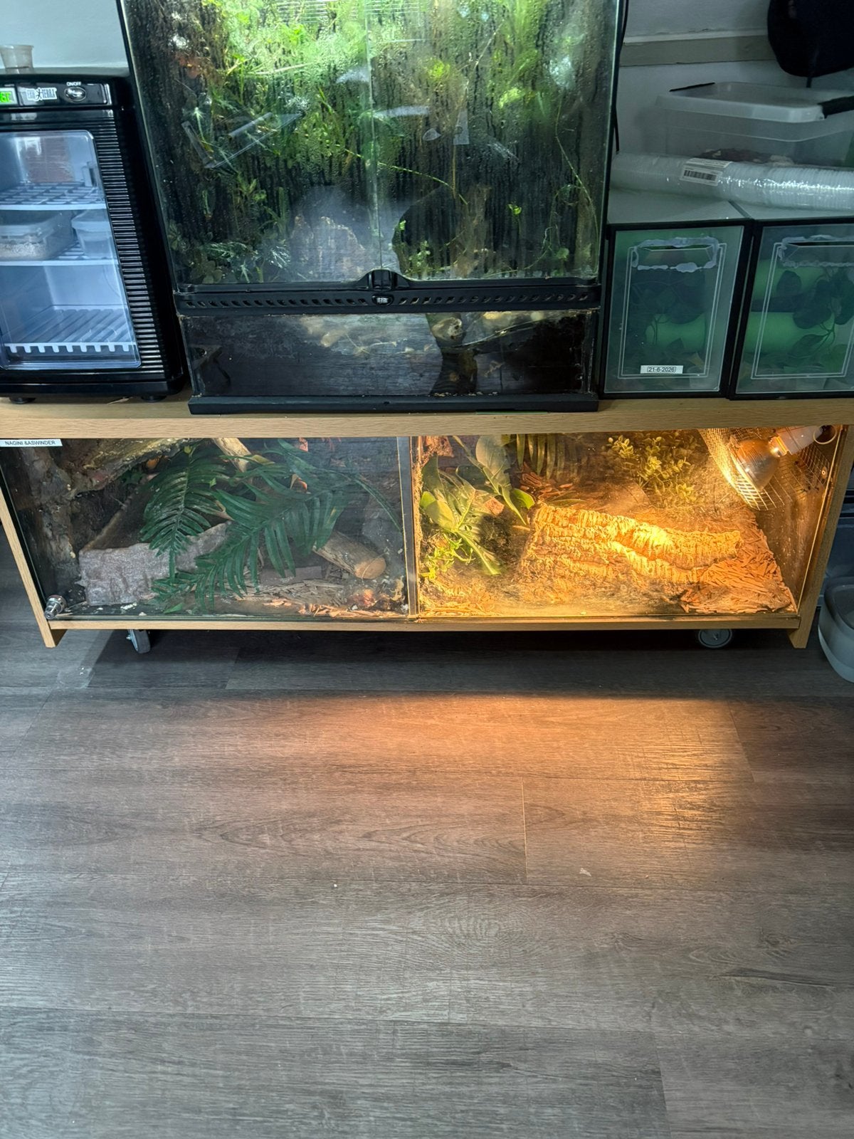 2 koningspytons met terrarium, Dieren en Toebehoren, Ophalen, Zo goed als nieuw