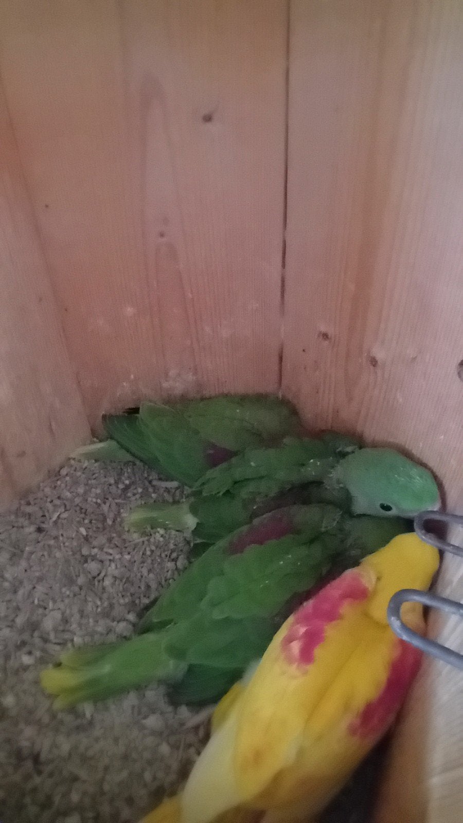 jonge alexanderparkieten om tam te maken, Dieren en Toebehoren, Meerdere dieren, Dwergpapegaai of Agapornis, Geringd
