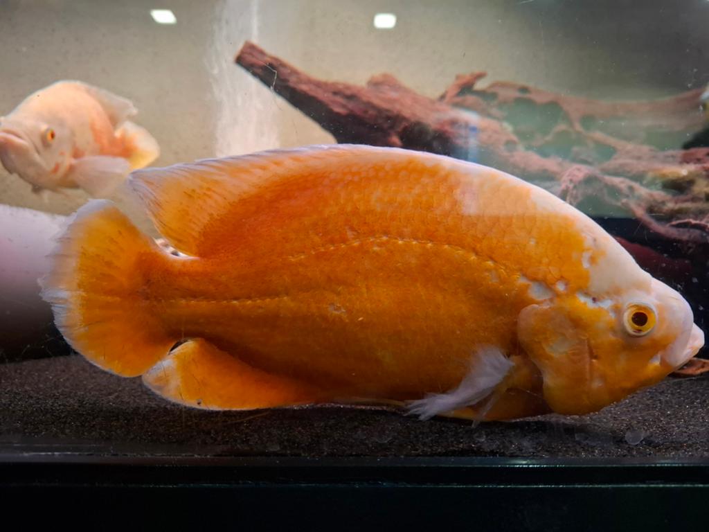 Pauwoog cichlide XL oscar 30cm oranje, Vis