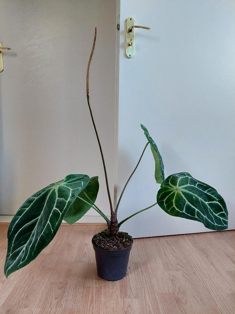 Anthurium Crystallinum (XL blad!) - Flamingoplant H: 85 cm., Ophalen, Overige soorten, Halfschaduw, Minder dan 100 cm