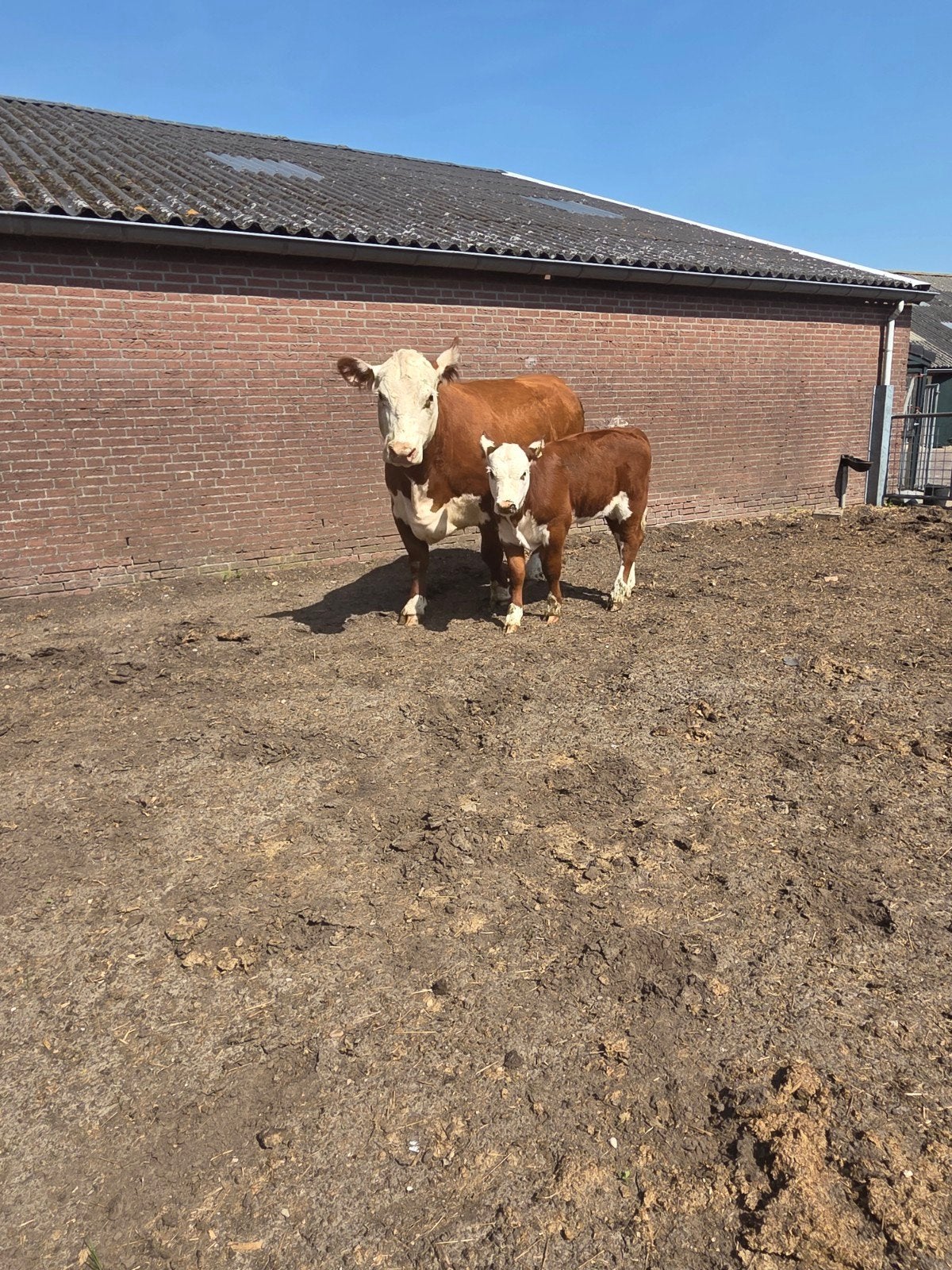Prachtig hereford koe met vaarskalf, Dieren en Toebehoren, Vrouwelijk