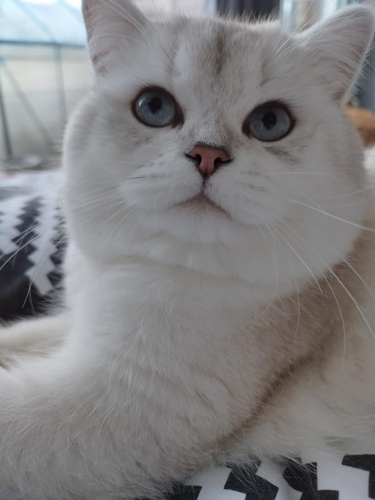 Brisekorthaar dekken kater met stamboom