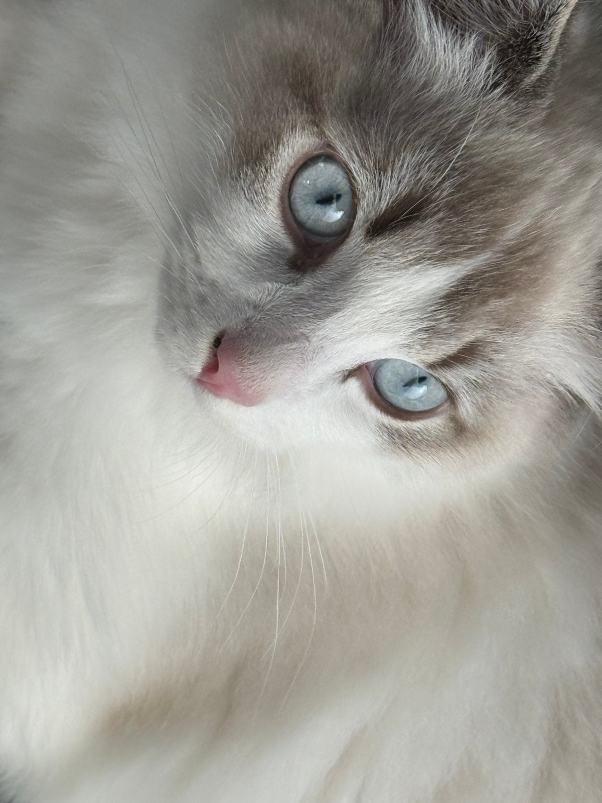 Superlieve Ragdoll kitten, Kater