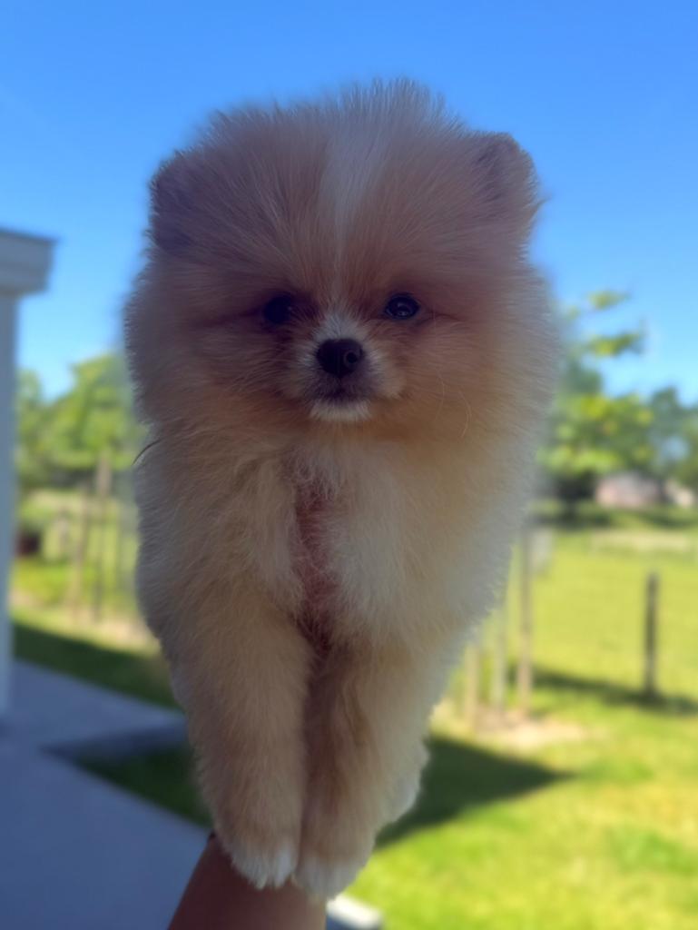 Mini Bearface pomeranian reutje pomeriaan pup, Dieren en Toebehoren, Keeshond, Reu, 8 tot 15 weken, Meerdere