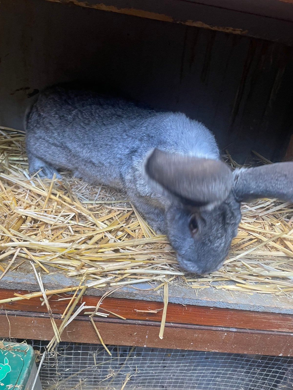 Mooie vlaamse reus Chincilla ram, Mannelijk, Groot
