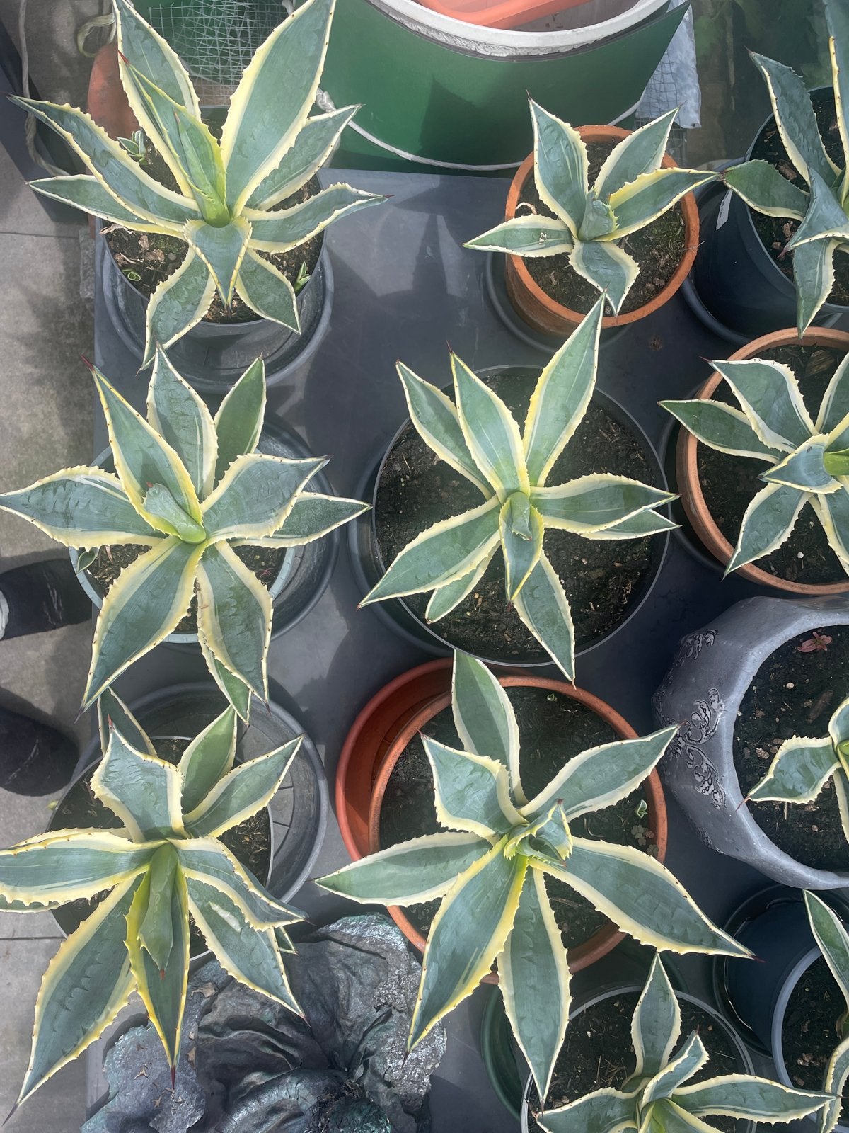Agave planten - Diverse maten beschikbaar, Volle zon, Vaste plant, Bloeit niet, Ophalen