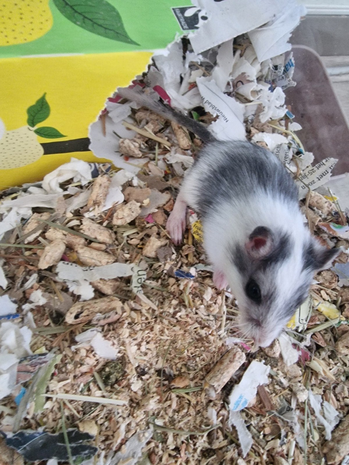 Jonge gerbils mannetjes, Juni, Mannelijk, Overige typen, Tam