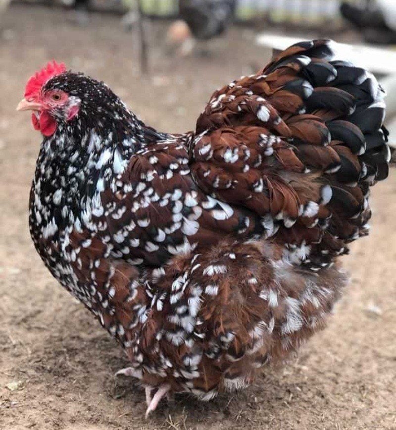 GEZOCHT: rood porselein Orpington groot hen, Dieren en Toebehoren, Pluimvee, Vrouwelijk, Kip