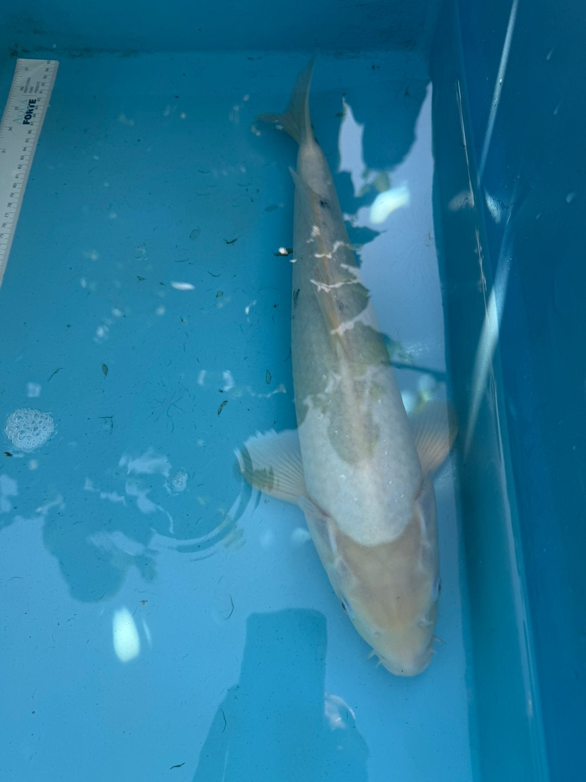 Doitsu Purachina, Karper of Koi