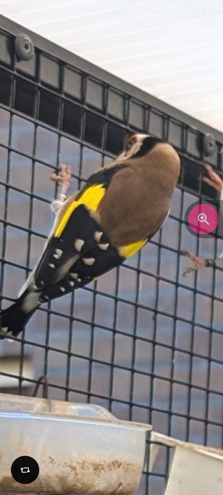 parva putter man 2024, Dieren en Toebehoren, Mannelijk, Wildzangvogel, Geringd