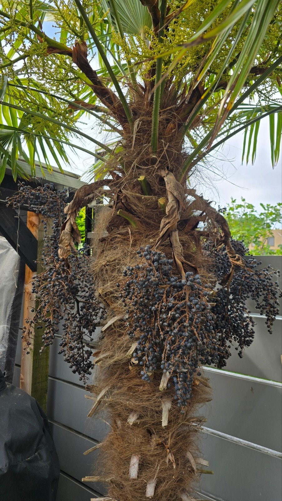 Verse palmzaden direct van de palmboom, Ophalen of Verzenden